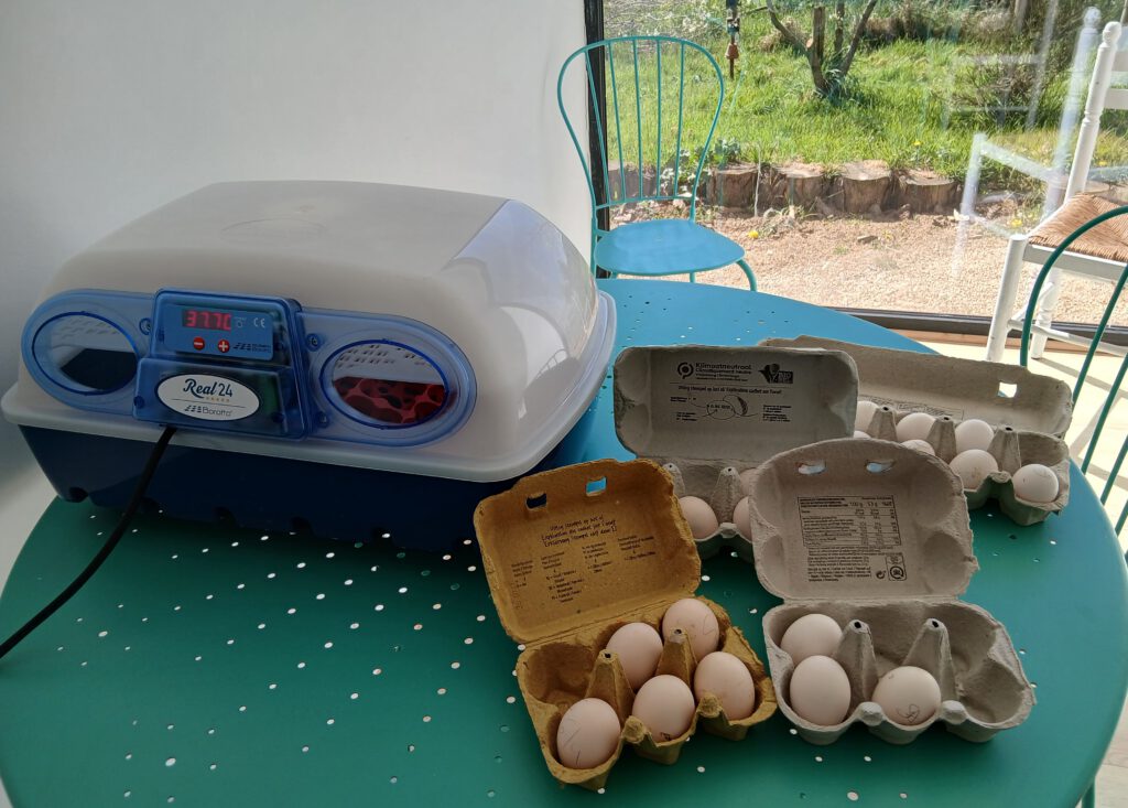 Intradel lance aussi des œufs fécondés dans un incubateur, bénéficiant des conseils de l’asbl Perspektive