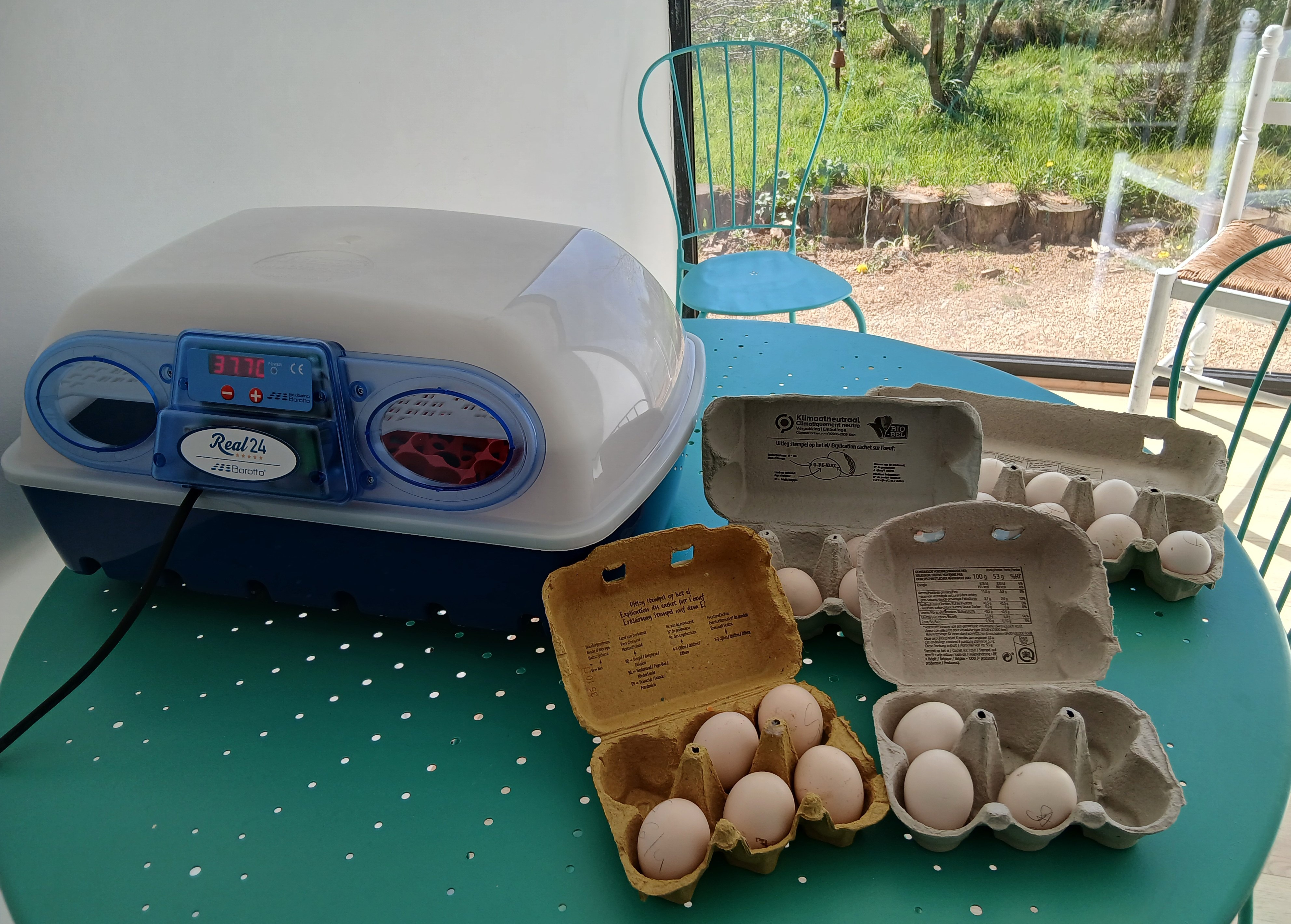 Intradel lance aussi des œufs fécondés dans un incubateur, bénéficiant des conseils de l’asbl Perspektive