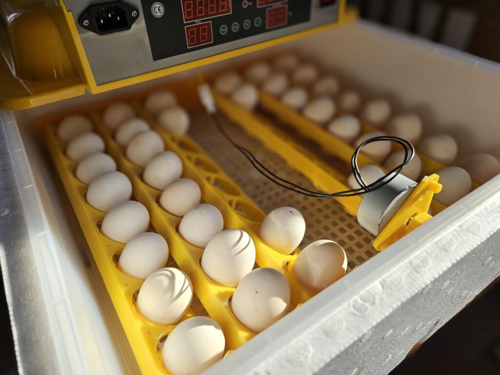 Perspektive incubateur et oeufs