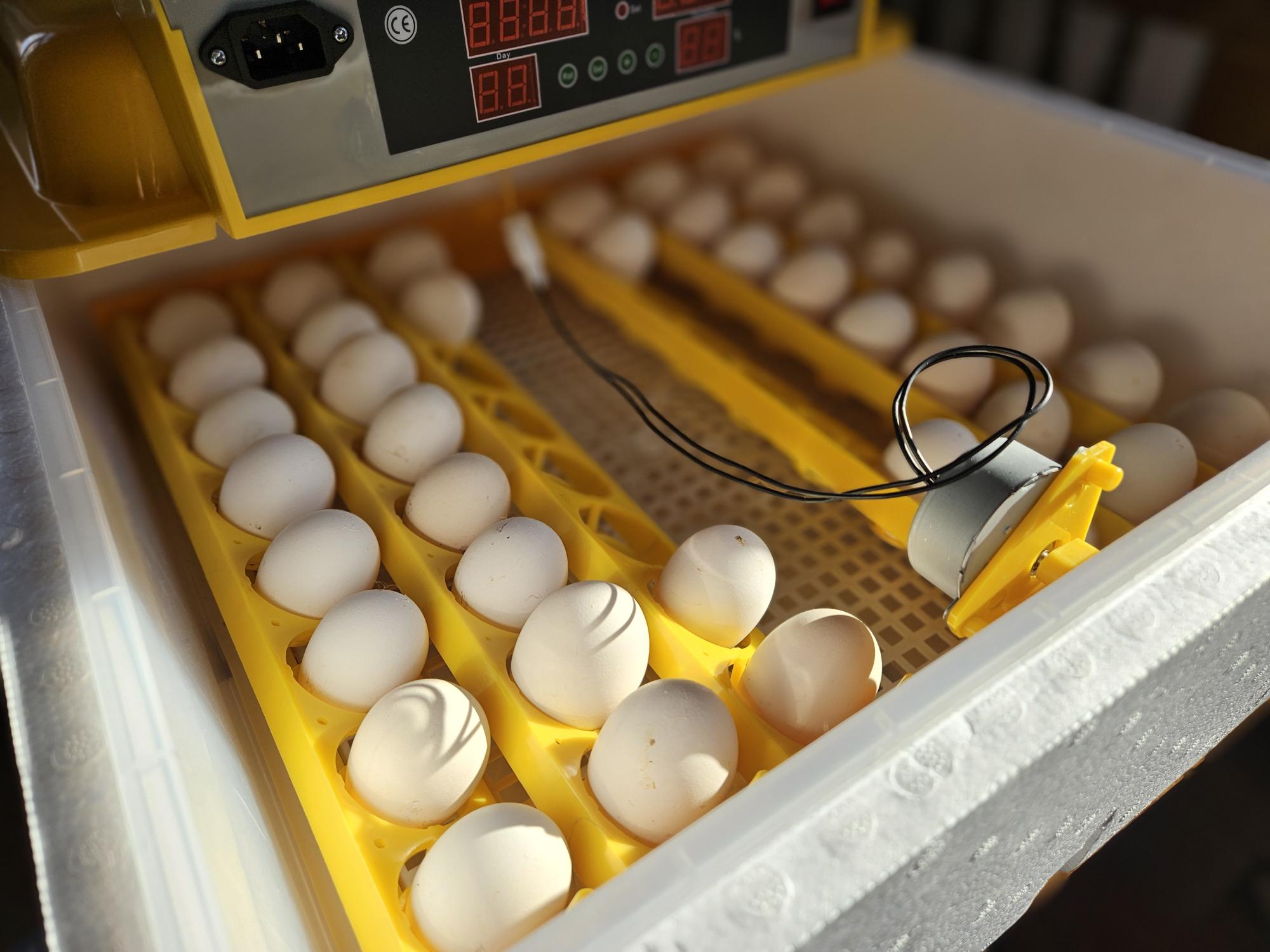 Perspektive incubateur et oeufs